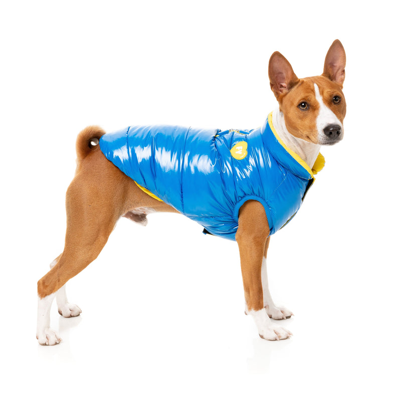 FuzzYard Dog Apparel Amor Puffer Jacket Cobalt Blue and Yellow Size 4 Habitat Pet Supplies