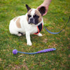 Kazoo Eco Friendly Ball Thrower Dog Toy Small ^._.^