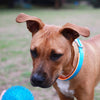 Kazoo Space Ball Medium Dog Toy ^._.^