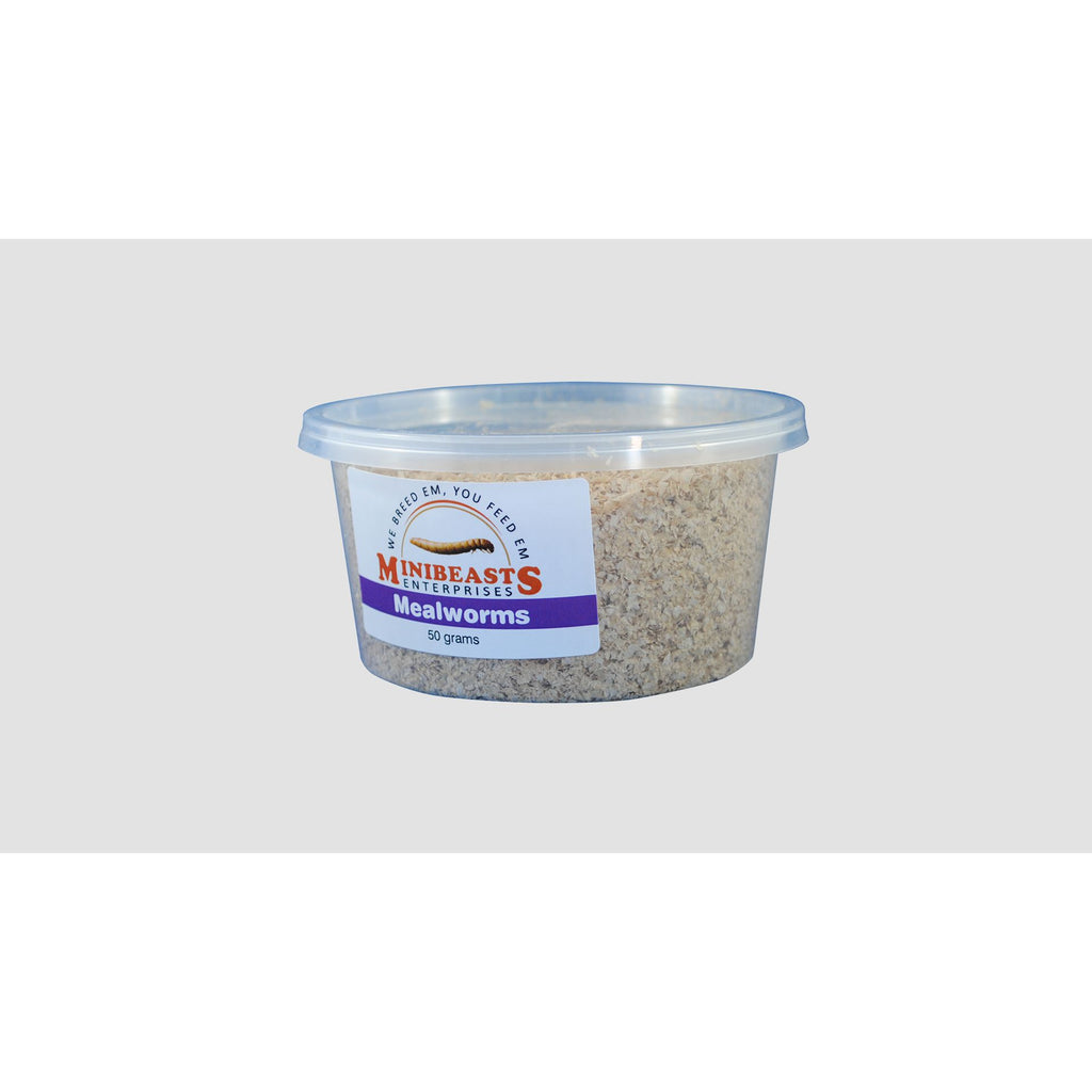Minibeasts Mealworms 50g-Habitat Pet Supplies