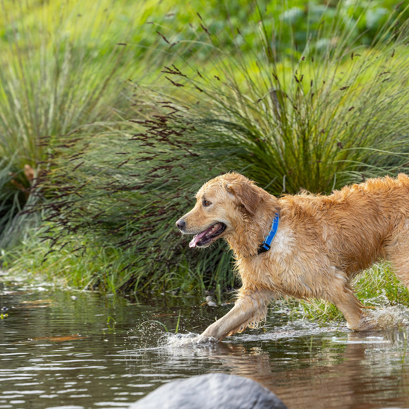 Rogz Classic Amphibian Blue Dog Collar Extra Large