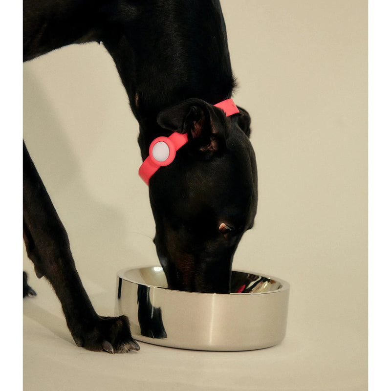 frank green Stainless Steel Dog Bowl Large