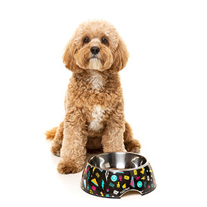 Dog Bowls & Feeders