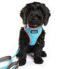 DOOG Neoflex Neoprene Beethoven Neon Blue and Orange Dog Harness Extra Small (+_+)