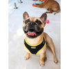 DOOG Neoflex Neoprene Bolt Neon Black and Yellow Dog Harness Extra Small (+_+)