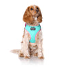 DOOG Neoflex Neoprene Rin Tin Tin Neon Teal and Pink Dog Harness Large (+_+)