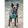 DOOG Neoflex Neoprene Rin Tin Tin Neon Teal and Pink Dog Harness Large (+_+)