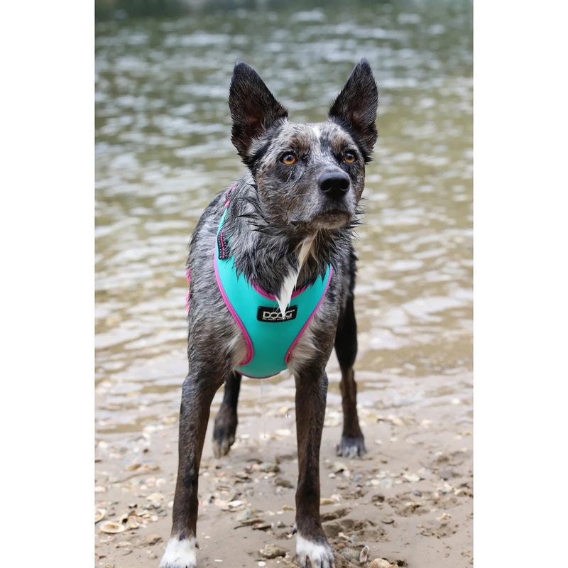 DOOG Neoflex Neoprene Rin Tin Tin Neon Teal and Pink Dog Harness Small (+_+)