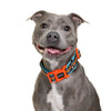 DOOG Neoprene Beethoven Neon Blue and Orange Dog Collar Extra Small (+_+)