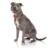 DOOG Neoprene Beethoven Neon Blue and Orange Dog Collar Extra Small (+_+)