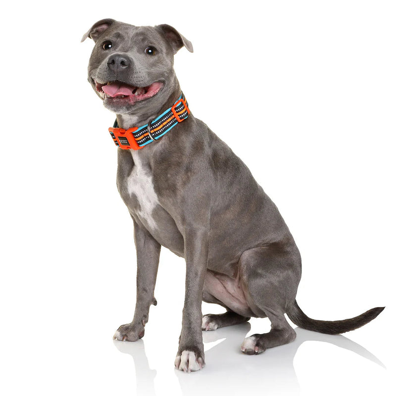 DOOG Neoprene Beethoven Neon Blue and Orange Dog Collar Large (+_+)