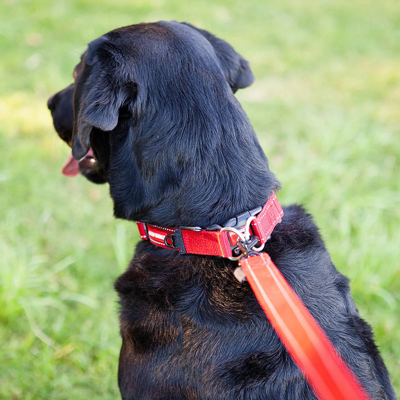 EzyDog Double Up Dog Collar Black Extra Large