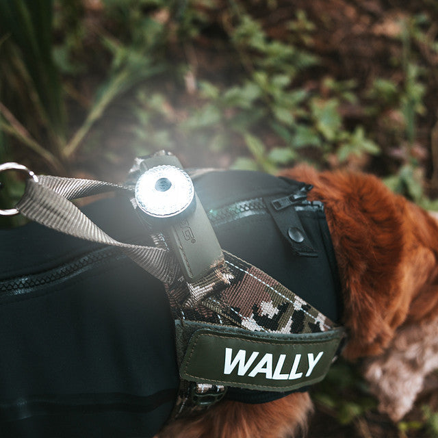 EzyDog Go-2 Dog Safety Light Multicolour