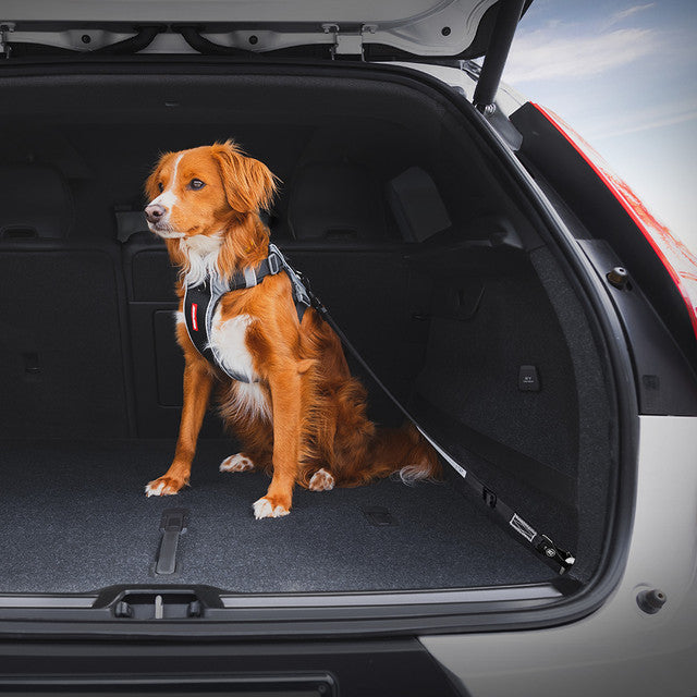 EzyDog Isofix Standard Click Seat Belt for Dogs