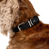 EzyDog Oxford Leather Dog Collar Blonde and Lilac Extra Small
