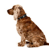 EzyDog Oxford Leather Dog Collar Blonde and Lilac Extra Small