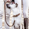 EzyDog Oxford Leather Dog Collar Brown Small