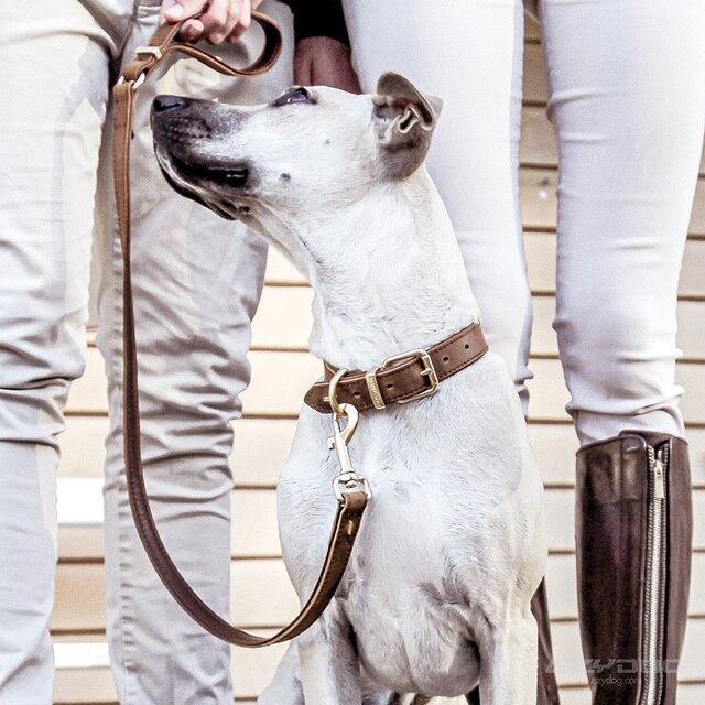 EzyDog Oxford Leather Dog Collar Brown Small