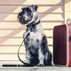 EzyDog Oxford Leather Lite Lead for Small Dogs Black