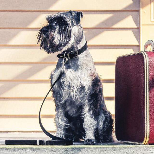EzyDog Oxford Leather Lite Lead for Small Dogs Black