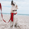 EzyDog X Link Black Dog Harness Extra Small