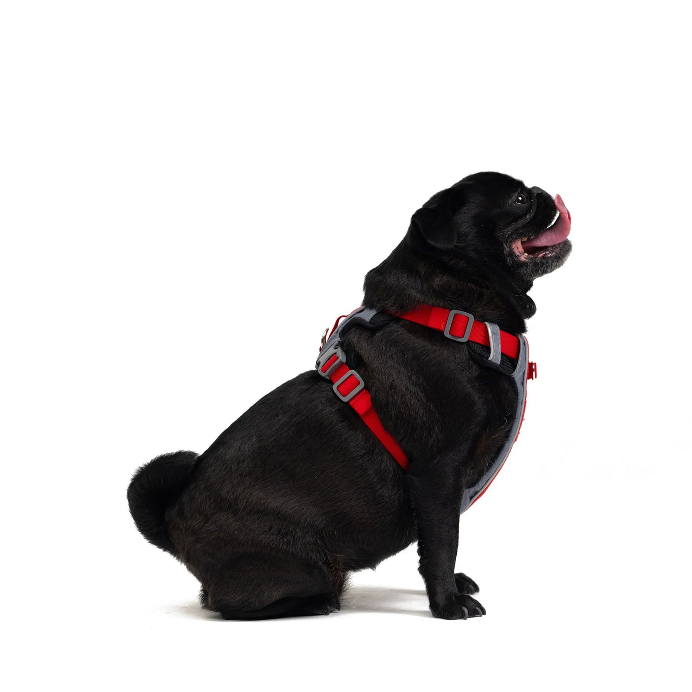 Ezydog medium harness shop