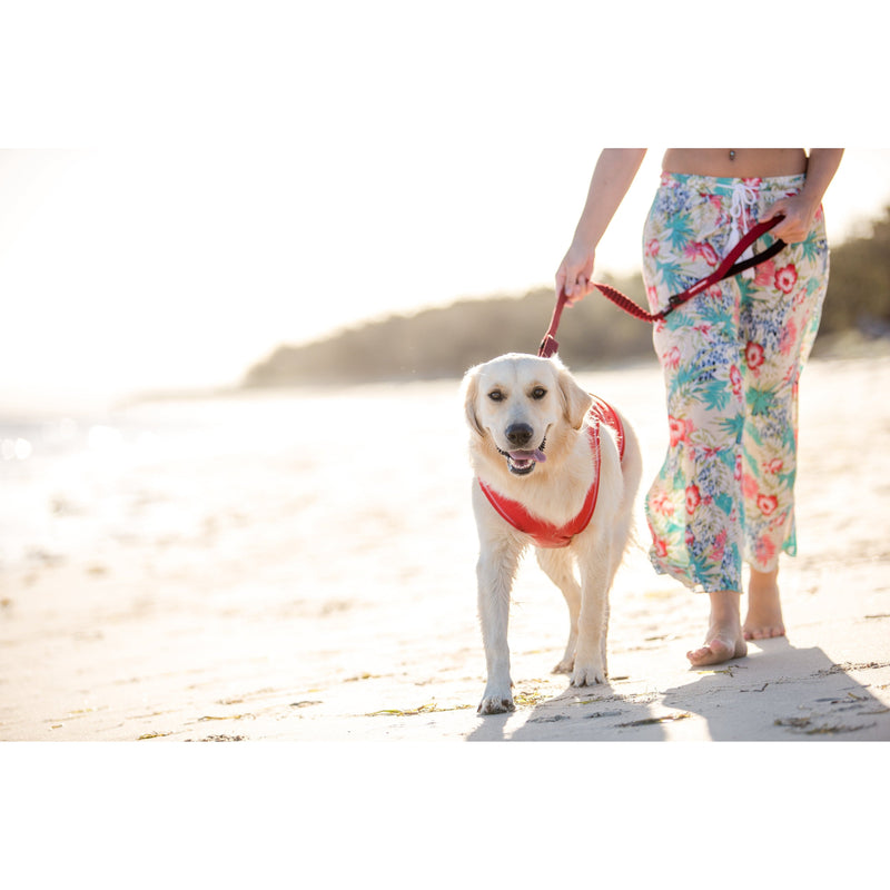 EzyDog Zero Shock Dog Lead Blue Large 48inch