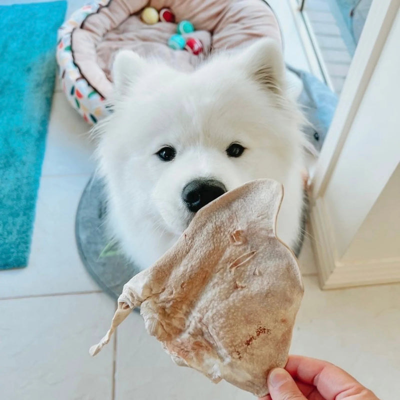 Freezy Paws Freeze Dried Pig Ear Jumbo Dog Treats 3 Pack (+_+)