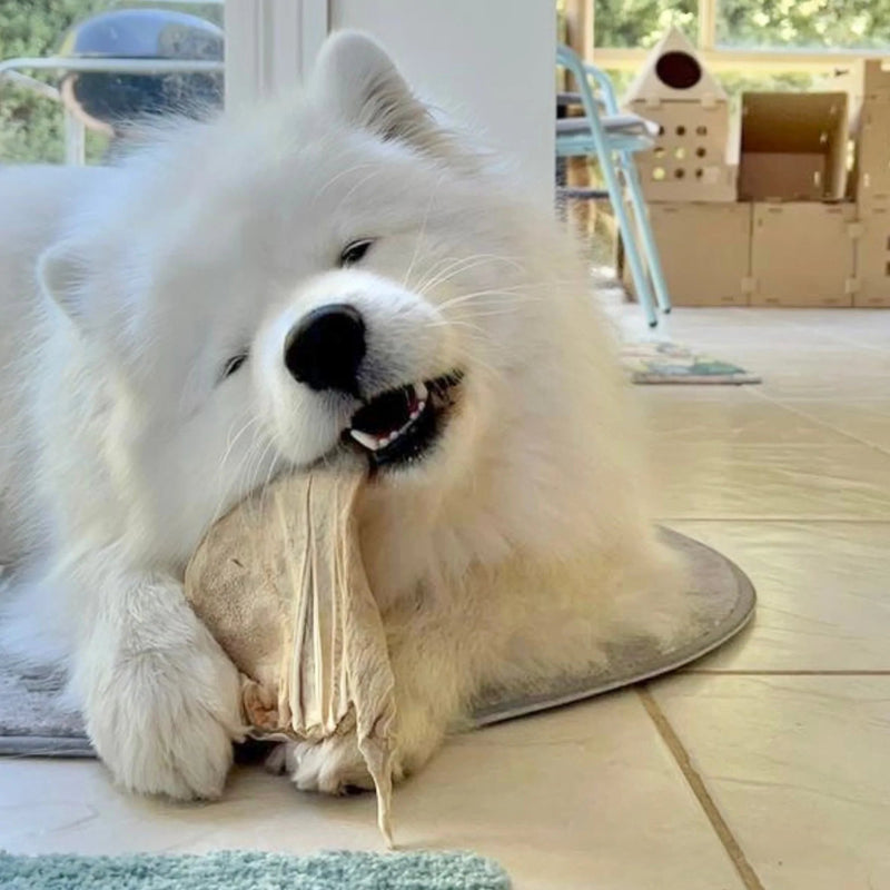 Freezy Paws Freeze Dried Pig Ear Jumbo Dog Treats 3 Pack (+_+)