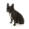 FuzzYard Fiesta Dog Collar Small