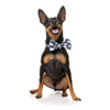 FuzzYard Halloween Bandana and Bow Tie Set Thats the Spirt for Small to Medium Size Dogs***