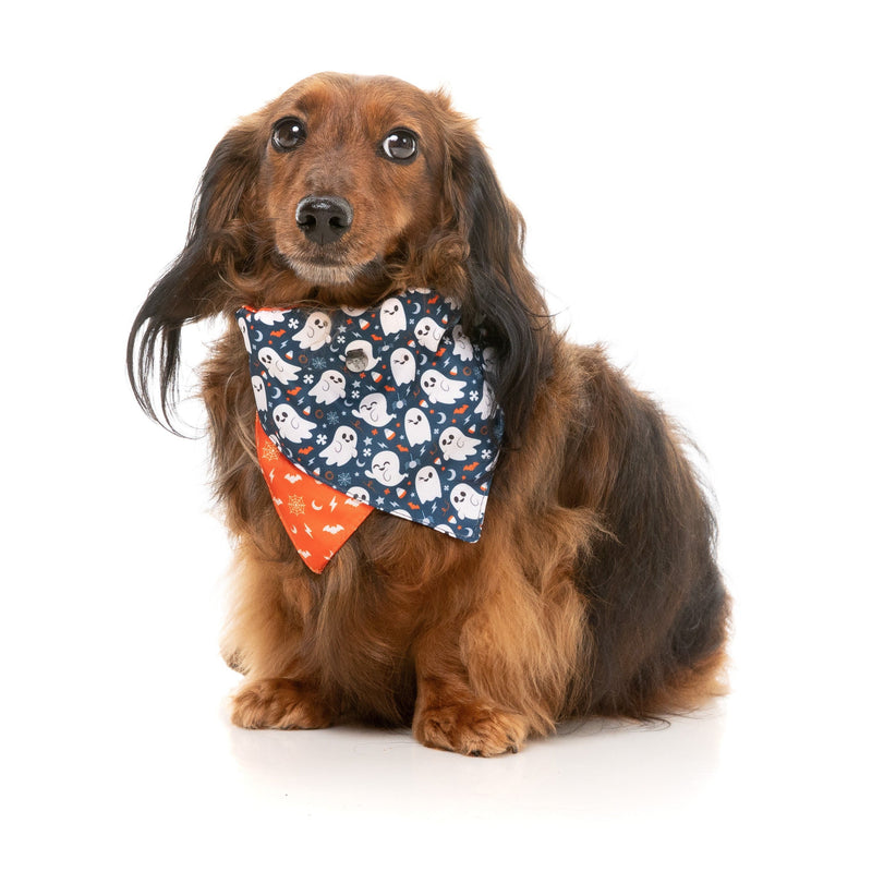 FuzzYard Halloween Bandana and Bow Tie Set Thats the Spirt for Small to Medium Size Dogs***
