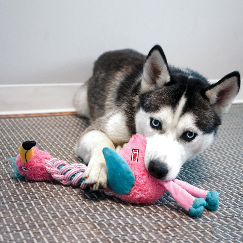 KONG Knotz Twists Small to Medium Assorted Dog Toy