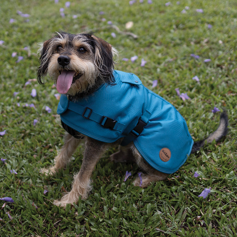Kazoo Apparel Adventure Coat with Harness Hatch Blue Extra Extra Large 72.5cm