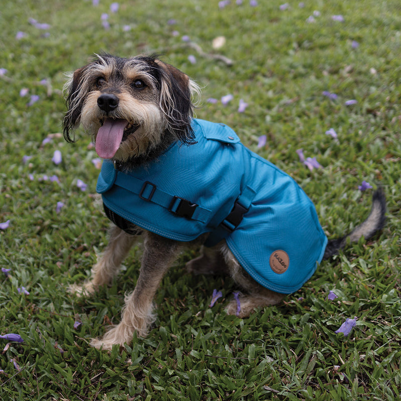 Kazoo Apparel Adventure Coat with Harness Hatch Blue Large 59.5cm