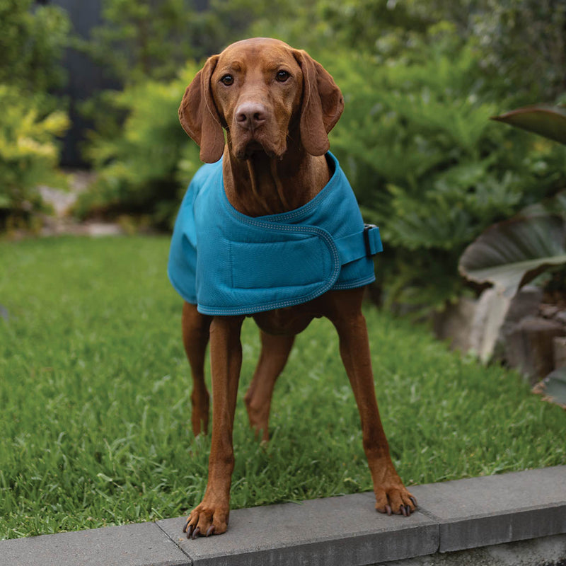 Kazoo Apparel Adventure Coat with Harness Hatch Blue Small 40cm