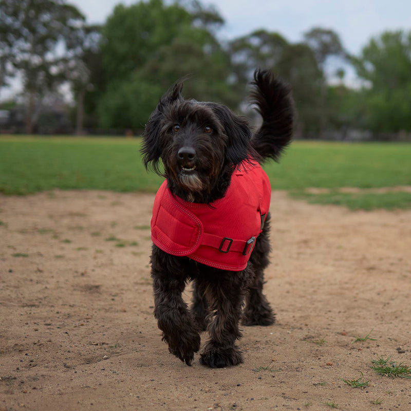 Kazoo Apparel Adventure Coat with Harness Hatch Red Small 40cm