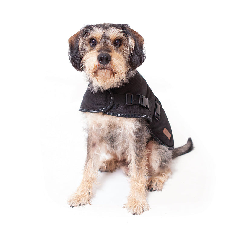 Kazoo Apparel Adventure Dog Coat Black Small 40cm