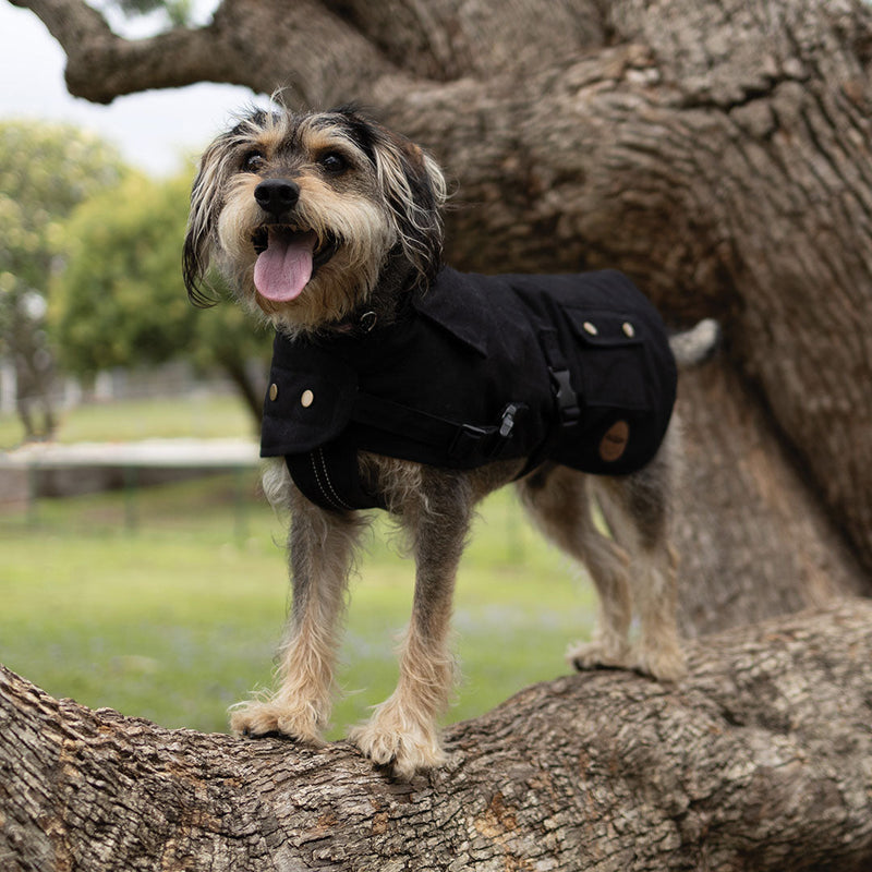Kazoo Apparel Oilskin Dog Coat Black Extra Small 33.5cm