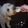 Kazoo Christmas Reindeer Sprinkle Cookie Dog Treat