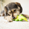 Kazoo Cool Crocodile Medium Dog Toy ^._.^