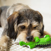 Kazoo Cool Crocodile Medium Dog Toy ^._.^