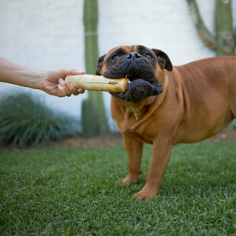 Kazoo Dental Chew Coffee Wood Stick Large ^._.^