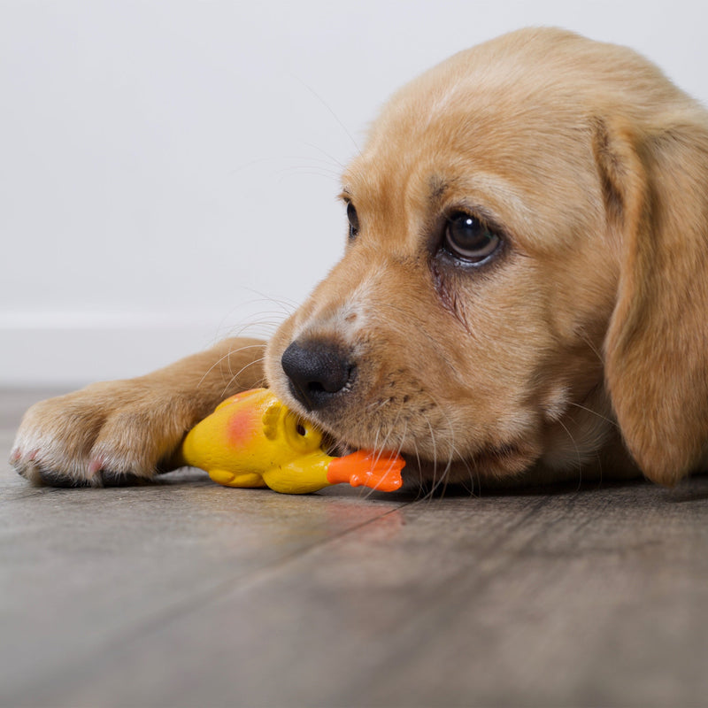 Kazoo Dozy Duck Medium Dog Toy (+_+)