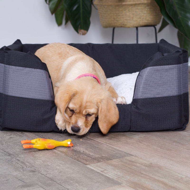 Kazoo Dozy Duck Medium Dog Toy (+_+)