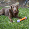 Kazoo Extreme Play Chew Stick Dog Toy Large ^._.^
