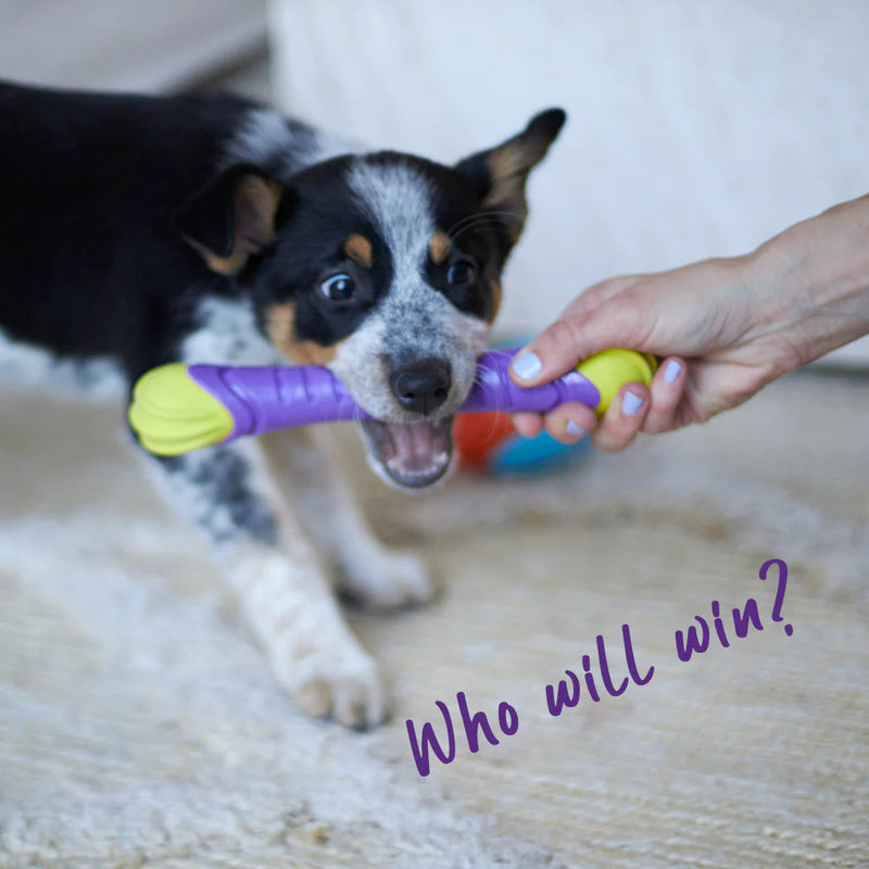 Kazoo Extreme Play Chew Stick Dog Toy Medium (+_+)