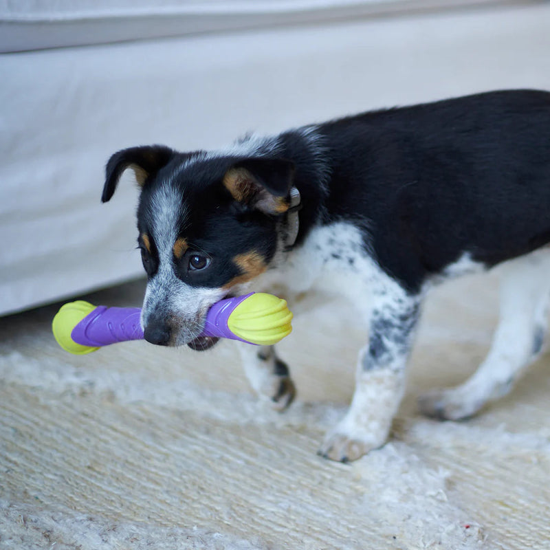 Kazoo Extreme Play Chew Stick Dog Toy Medium (+_+)