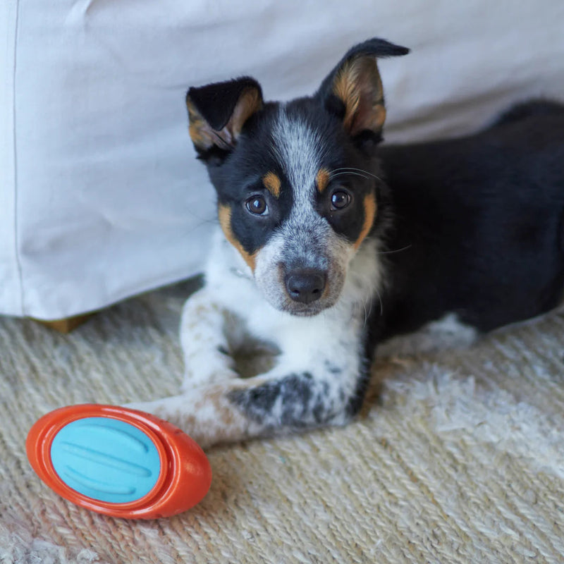 Kazoo Extreme Play Tough Footy Dog Toy Medium ^._.^