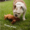 Kazoo Furries Long Ears Dog Small Dog Toy